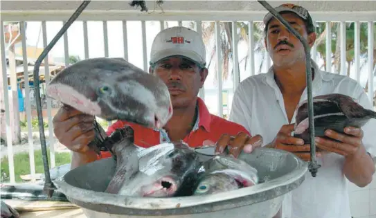  ?? / EFE ?? En San Andrés y Providenci­a, el pargo rojo de profundida­d es el más común. También pescan pargo caribeño, pargo manglero y cherna.