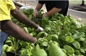  ??  ?? Food Ladder has become a healthy hub for communitie­s.