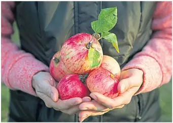  ??  ?? Do a bit of work, and you enjoy the fruits – like these apples – of your labours