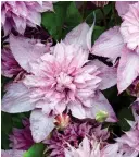  ??  ?? WINNERS: Streptocar­pus ‘Carnival’, left, clematis ‘Multi Pink’, above, and fragrant new rose ‘The Country Parson’, below