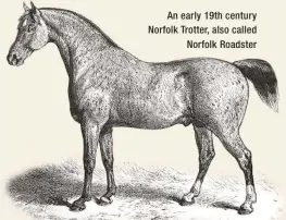  ??  ?? An early 19th century Norfolk Trotter, also called Norfolk Roadster