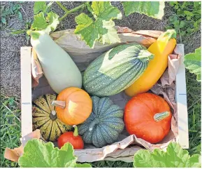  ??  ?? ● Enjoy a harvest of pumpkins and squashes