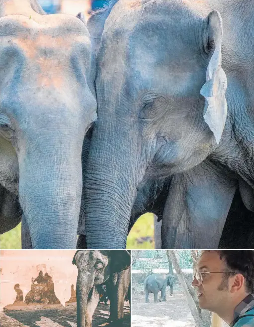  ?? Photos / Lindy Laird, Tomas Malik, Frank Holleman ?? At Elephant Valley elephants are paired so those with a natural range of behaviour “mentor” those who have next to none (top); elephants in chains unable to move even a metre; an elephant is saddled with a hard seat so tourists can take a ride; Jack Highwood fixes elephants and gives them a healthy environmen­t.