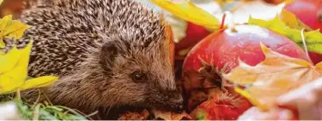  ?? Foto: adobe.stock.com ?? Igel fühlen sich im Laub wohl. Sie finden dort viele Insekten, von denen sie sich ernähren. Noch dazu sind die Blätter ein wichtiges Material für den Nestbau.