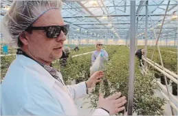  ?? ALLAN BENNER THE ST. CATHARINES STANDARD ?? Canopy Growth Corp. greenhouse manager Ryan Harris discusses the medical marijuana plants the company grows in its Niagara-on-the-Lake greenhouse.