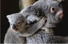  ?? BEN MARGOT/ASSOCIATED PRESS ?? The koala sleeps about 22 hours a day and spends the remainder of its time eating and resting. It might spend 10 minutes a day moving, experts say.