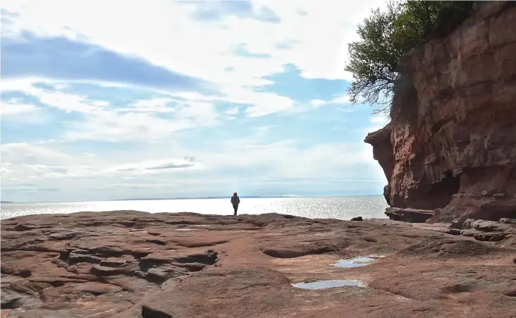  ??  ?? Världens största skillnad mellan ebb och flod äter sakteligen upp stränderna längs Fundybukte­n i Nova Scotia. Samtidigt spolar vattnet fram dinosaurie­rnas ben.