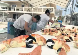  ?? DAVID GOODHUE/dgoodhue@flkeysnews.com ?? Travis and Ernie Piton sort through stone crab claws on a Key Largo dock on April 15, 2020.