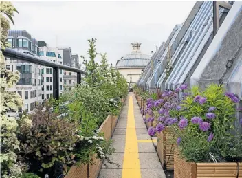  ??  ?? Dig this: Coutts’s skyline garden; chef Peter Fiori and Benjamin Shore, a lawyer at Olswang, below