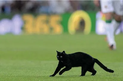  ?? FOTO ?? Este gato negro se paseó por el Camp Nou en la primera fecha de la Liga española 2015. La hinchada catalana temió un mal año, pero, al contrario, el Barcelona lo ganó todo.