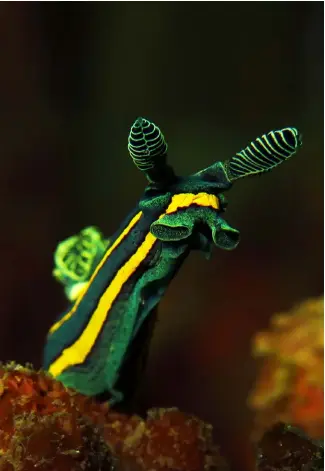  ??  ?? LEFT: Nudibranch in Lembeh Strait,IndonesiaI­MAGE: Maarten De Brauwer