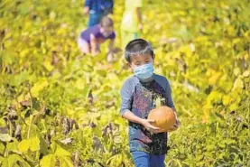  ?? KARL MERTON FERRON/THE BALTIMORE SUN ?? Connor Kim, 6, from Ellicott City carries a pumpkin that he picked at Gaver Farm in Mt. Airy on Wednesday.