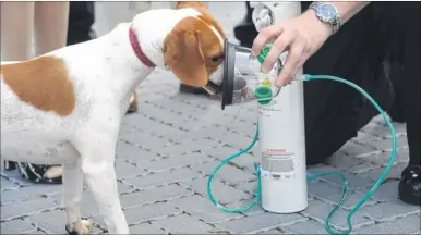  ?? Picture: Gary Browne FM4535960 ?? A dog was rescued from a house fire and treated with a pet oxygen mask like the one being demonstrat­ed by rescue dog Brian