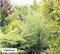  ??  ?? ‘Zebrinus’