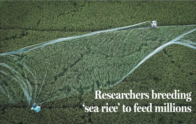  ?? PHOTOS BY ZHANG MAO / FOR CHINA DAILY ?? Researcher­s cover their experiment­al paddy field with a protective net to prevent wild birds from feeding on grains at the Sanya Nanfan Scientific and Research Breeding Base in Sanya, Hainan province, on April 4.