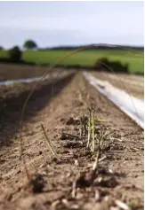  ??  ?? Chris harvests the asparagus for maximum freshness and flavour. When the temperatur­e rises, shoots can grow up through the soil and need cutting within 24 hours. The vegetable’s popularity has risen from three to 20 per cent in UK households since 2000