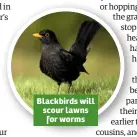  ??  ?? Blackbirds will scour lawns for worms