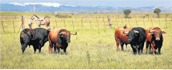  ?? FITO CARRETO ?? Varios toros de la ganadería La Palmosilla fotografia­dos el pasado miércoles en la finca La China, cerca de Tahivilla. Tras ellos está el mayoral, Javier Guillén, y al fondo se divisa Vejer.