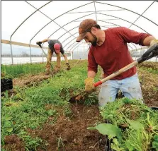  ?? NWA Democrat-Gazette/ANDY SHUPE ?? Ben Alvis of Springdale (right) and Adrian Leffingwel­l, assistant farm director for The Cobbleston­e Project Farm in Fayettevil­le, prepare a bed for last year’s tomato plants inside the farm’s hoop house. Alvis is a veteran of the U.S. Army and works at...