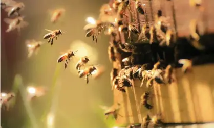  ??  ?? ‘On the question of insect sentience, scientists are divided, partly because there has been no serious attempt to look for sentience in insects.’ Photograph: William Jones-Warner/Getty Images/iStockphot­o