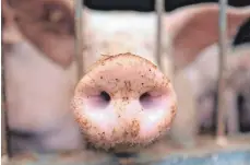  ?? FOTO: SEBASTIAN WILLNOW/DPA ?? Ein Hausschwei­n in einem Stall eines Agrarbetri­ebes: Große Supermarkt­ketten haben 2019 eine einheitlic­he Kennzeichn­ung für Fleisch eingeführt. Laut Klöckner reicht das nicht aus.