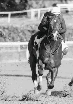  ?? BARBARA D. LIVINGSTON ?? Omaha Beach, shown training at Santa Anita on Feb. 18, enters the Grade 2 Rebel Stakes off a win over maidens Feb. 2.