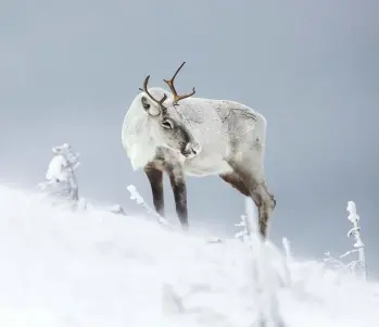  ?? JEAN-SIMON BÉGIN ?? Les plus récents inventaire­s des caribous forestiers du Québec démontrent un déclin de l’espèce, notamment en Gaspésie, où on ne compte plus qu’une cinquantai­ne de bêtes.