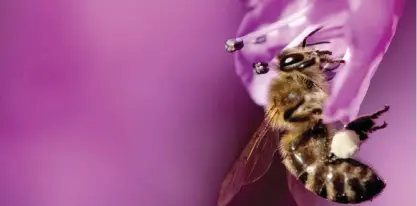  ??  ?? MUNICH: A bee collects pollen from a flower in Munich, southern Germany. —AFP