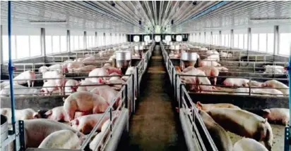  ?? ?? CP Cambodia is providing opportunit­ies for partners interested in raising swine with the company to increase domestic supply.