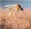  ?? Foto: Shuttersto­ck ?? Virus západonils­ké horečky přenáší i komár pisklavý.