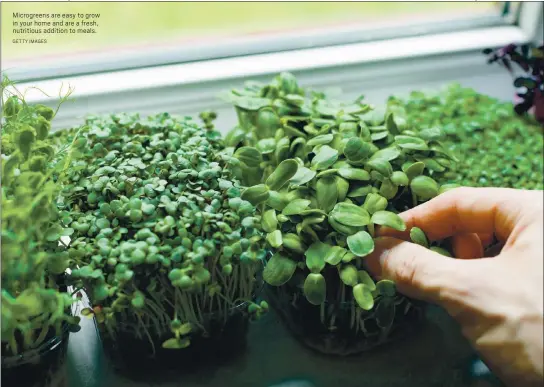  ?? GETTY IMAGES ?? Microgreen­s are easy to grow in your home and are a fresh, nutritious addition to meals.