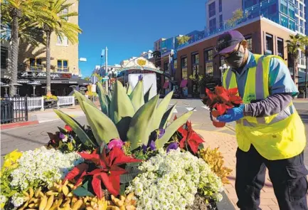  ?? NELVIN C. CEPEDA U-T PHOTOS ?? Jorge Barragan, with Downtown San Diego Partnershi­p, adds fresh poinsettia plants last week to the existing large garden boxes throughout the Gaslamp Quarter in downtown San Diego.