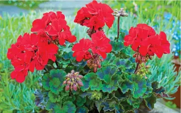  ?? ?? Low-maintenanc­e: Pelargoniu­m Abelina is a bushy variety with dark red flowers