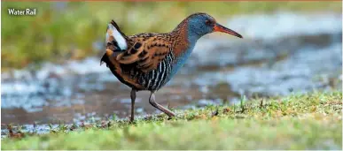  ??  ?? Water Rail