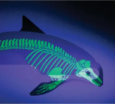  ?? Pictures: Sea Shepard ?? BARE BONES: Under the Skin prints are hand-crafted pieces of art, and under UV light, the phosphores­cent skeleton of each animal is exposed a reminder of all that remains when a species becomes extinct.