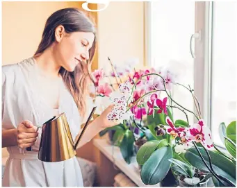  ?? ?? ● Show your orchids some love by watering them and keeping them warm indoors