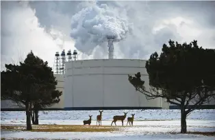  ?? WILLIAM DESHAZER/CHICAGO TRIBUNE ?? Deer graze inside the gates of the ExxonMobil Joliet refinery on the Des Plaines River. The refinery exceeded its permitted levels of pollution 40 times between 2019 and 2021, federal records show.