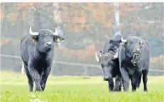  ?? FOTO: KLAUS-WERNER WILL ?? Die Wasserbüff­el stehen in der Weiden-Hierarchie hinter den Rindern, die das Sagen haben. Die jungen Büffel-Damen sind scheu.