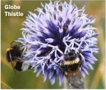  ?? ?? Globe Thistle