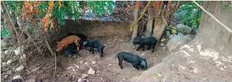 ?? ?? Il est plus difficile d’intervenir du côté d’Haïti, notamment parce que les cochons sont généraleme­nt élevés par des particulie­rs, dans leur cour.