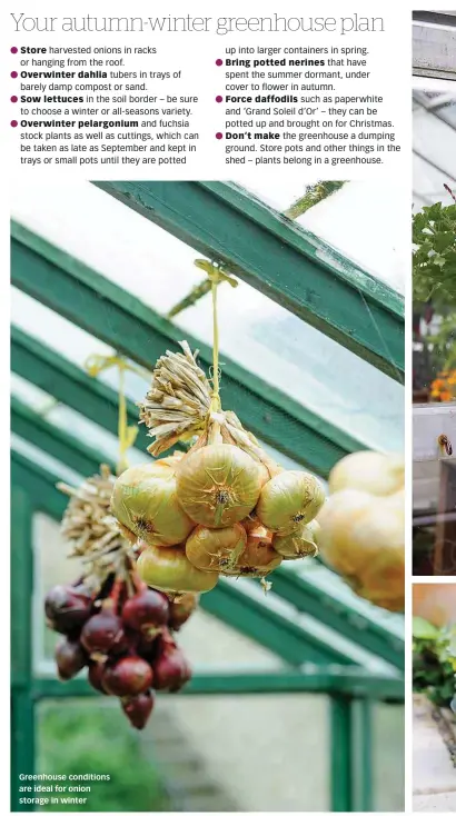  ??  ?? Greenhouse conditions are ideal for onion storage in winter