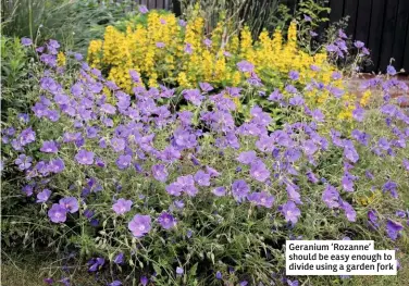  ??  ?? Geranium ‘Rozanne’ should be easy enough to divide using a garden fork