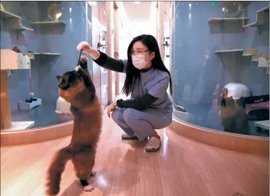  ?? ZOU HONG / CHINA DAILY ?? Vivi Wang, the 25-year-old owner of VAC Cat Hotel and Spa in Beijing, plays with a feline guest on Wednesday. Most cats stay from 7 to 10 days while their owners are away for Spring Festival, she said.