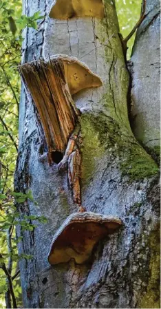  ?? Fotos: Heike John ?? Das Holz alter Bäume ist Lebensraum für eine große Artenvielf­alt im Ökosystem Wald.