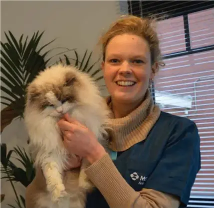  ??  ?? Dierenarts Dominique De Schutter met een van haar eigen raskatten Biscuit, een ragdoll.
FOTO KMA