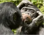  ?? ?? Two bonobos engaging in daily grooming