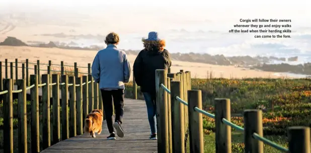  ??  ?? Corgis will follow their owners wherever they go and enjoy walks off the lead when their herding skills can come to the fore.