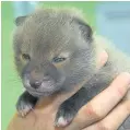  ??  ?? Cute Fox cub at the Fishcross centre after it was found orphaned