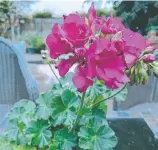  ?? Pictures: Mike Wells ?? SUN LOVERS: A hardy Calliope variety of pelargoniu­m, 'Big Rose' is sure to love a sunny aspect in your garden.