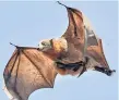  ??  ?? Fruit bats, especially of the pteropus genus, are natural hosts of Nipah virus